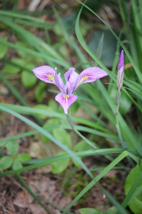 tnder flower petals