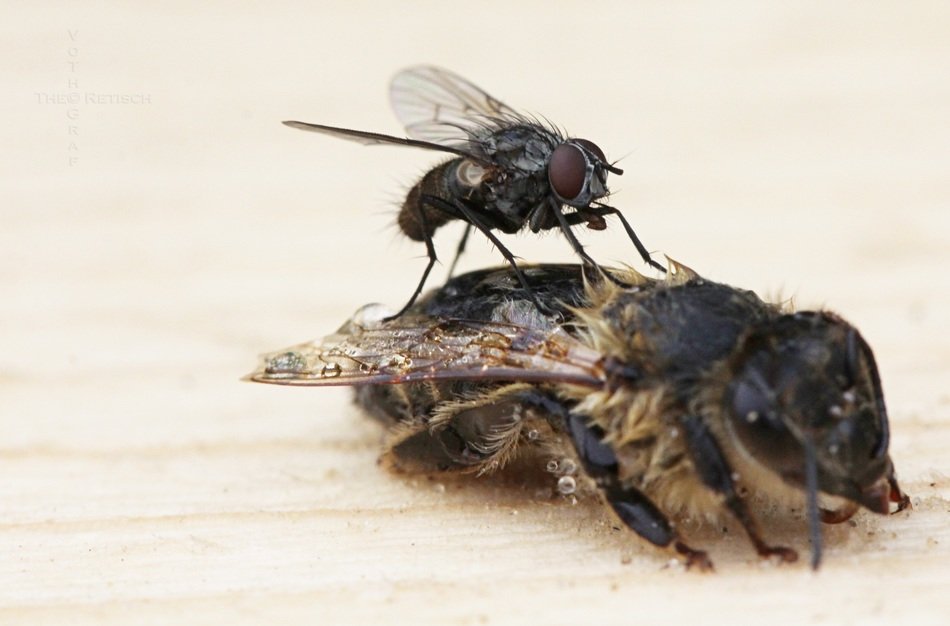 fly on back of dead bee