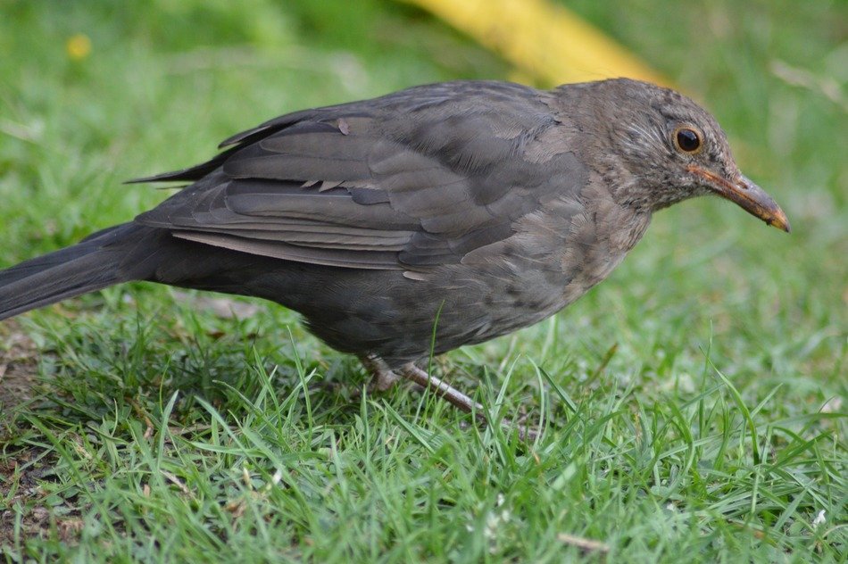 grey bird on the meadow