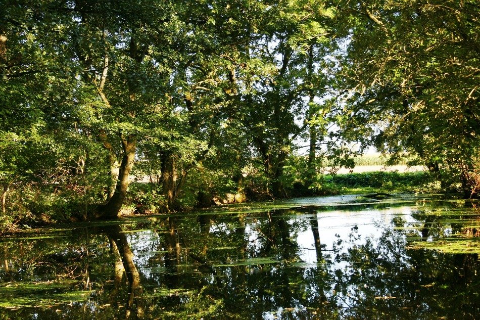orest lake landscape