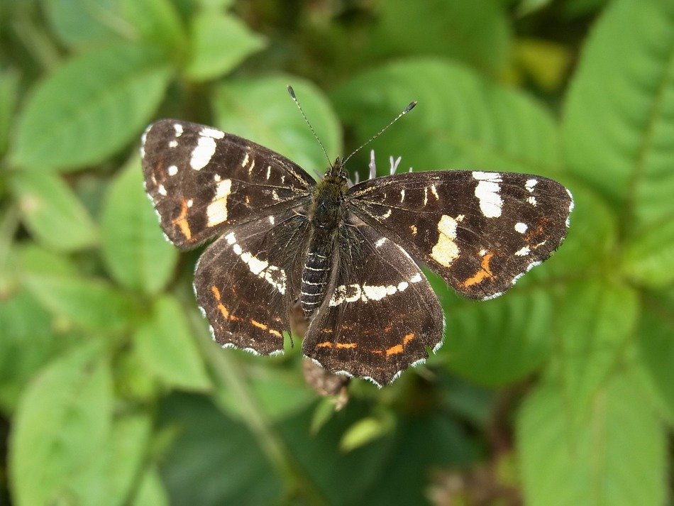beautiful black and white araschnia levana