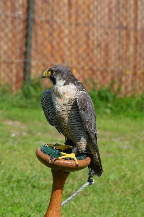 american falcon on a wooden stand in the garden