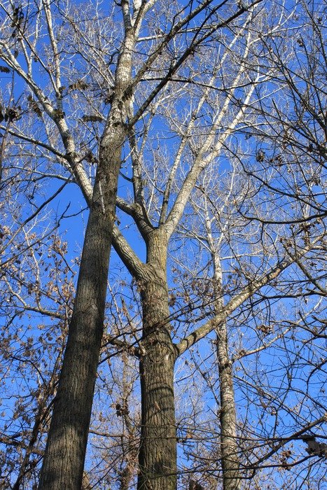 Beautiful trees without leaves at blue sky in the autumn forest