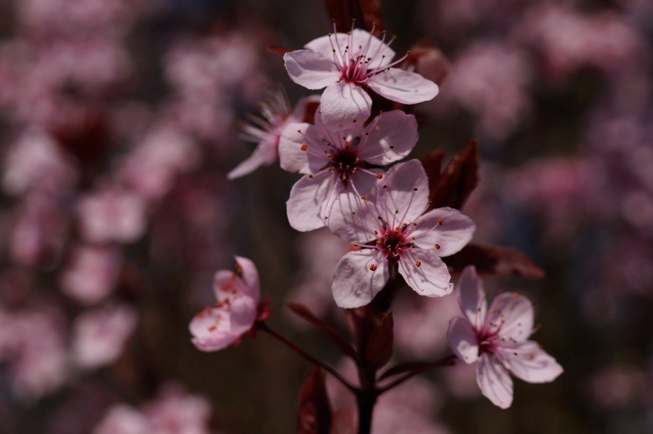 prunus cerasifera flowers