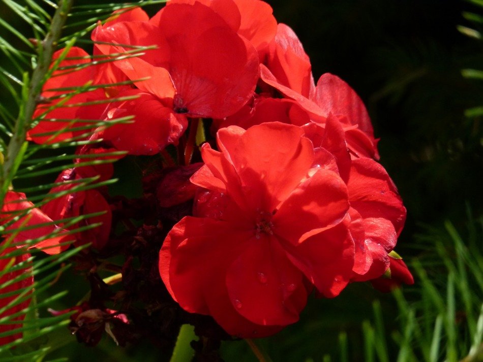 Red geranium flowers in the garden in the countryside