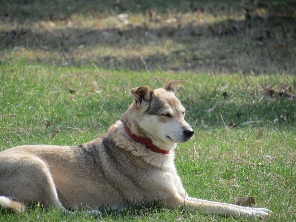 dog in red collar laying down on grass
