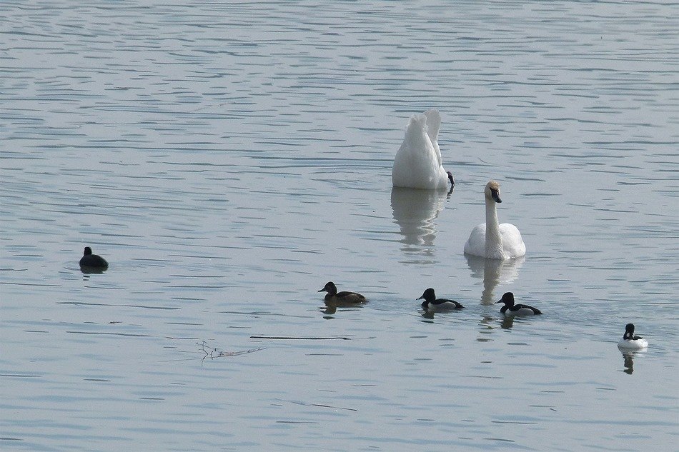 tufted duck family on the lake