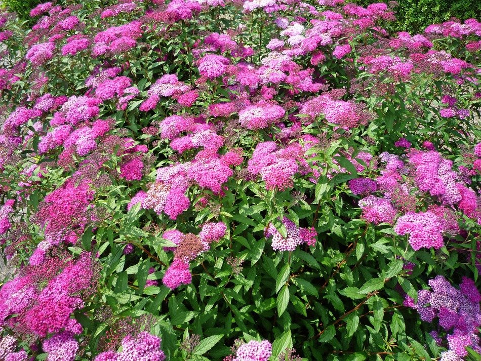 beautiful flowers blossom in spring