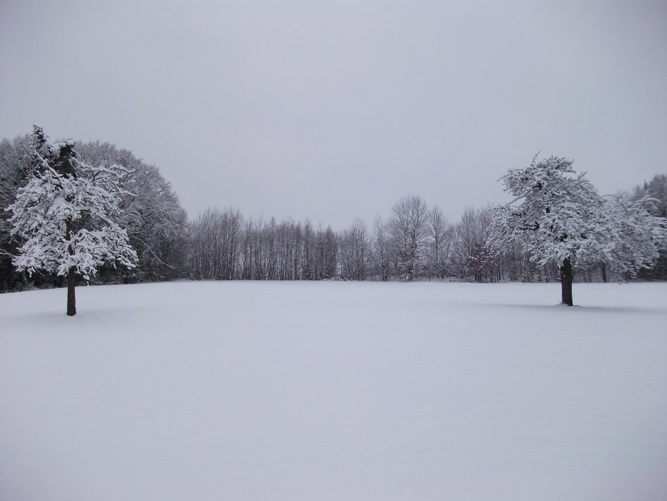 terrific winter trees