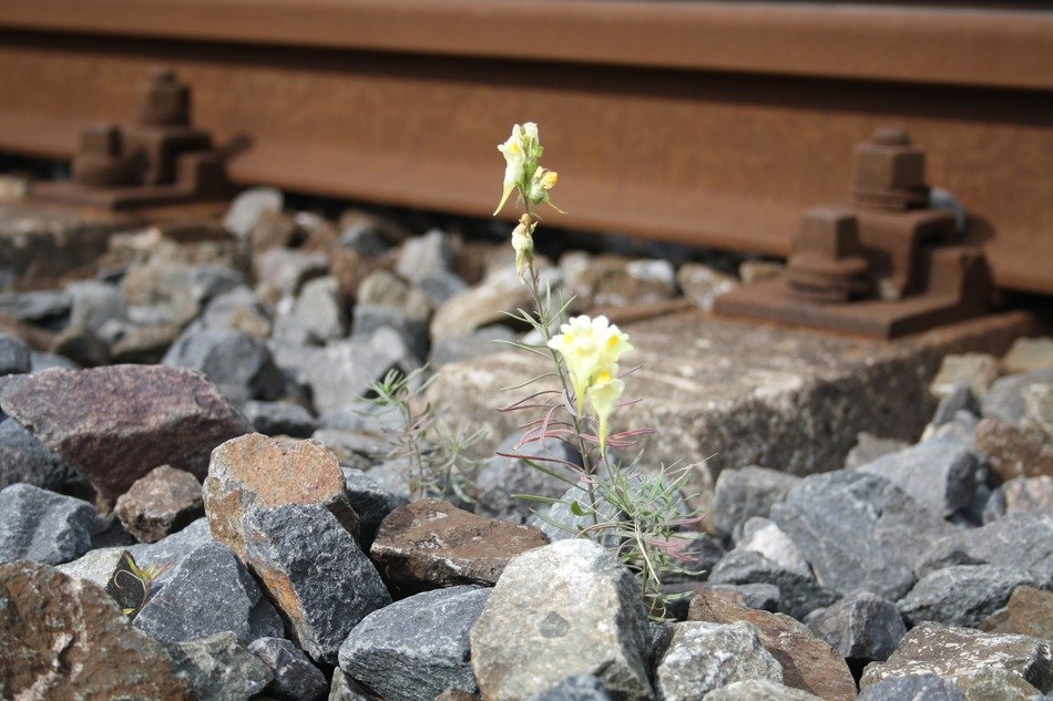 yellow flowers on a railroad track