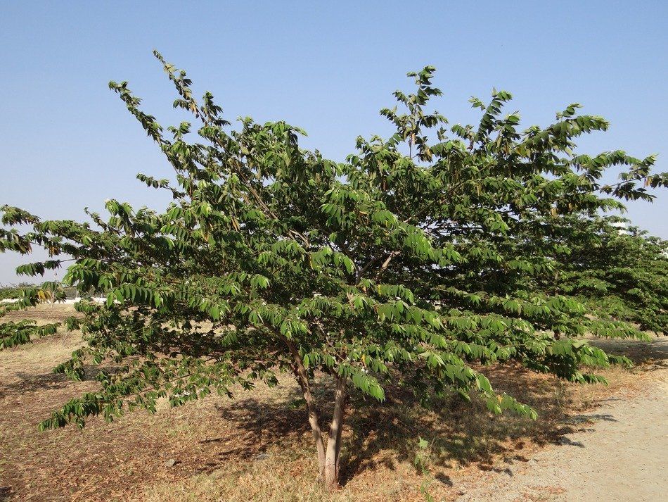 muntingia calabura jamaican cherry