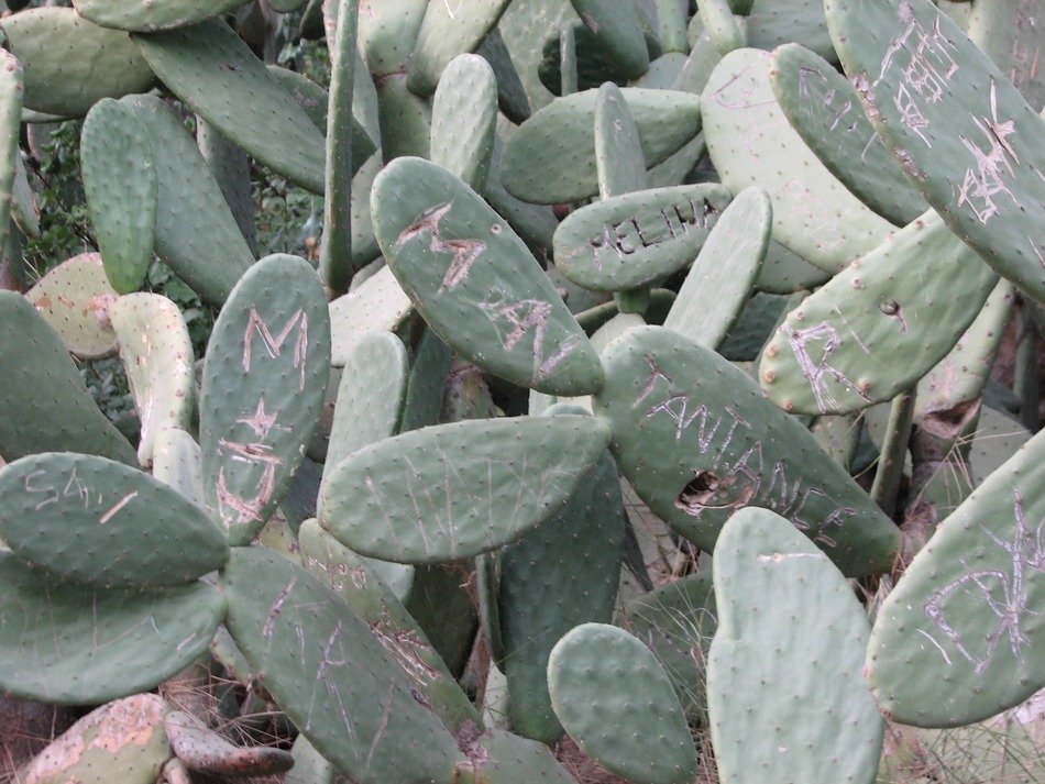 drawings on a cactuses close-up