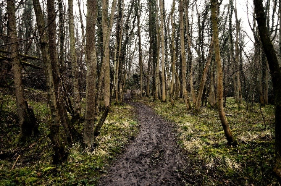 photo of a muddy road in autumn forest