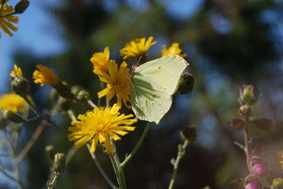 butterfly in the meadow