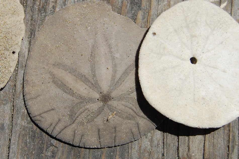 sanddollar is a sea flat hedgehog