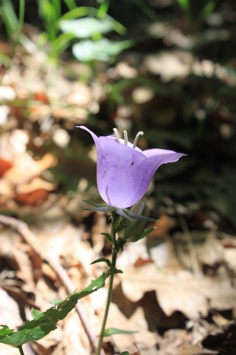 purple flower on the background of dry leaves