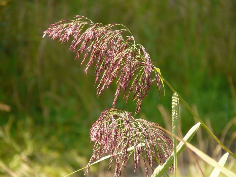 reed grass on a background of nature