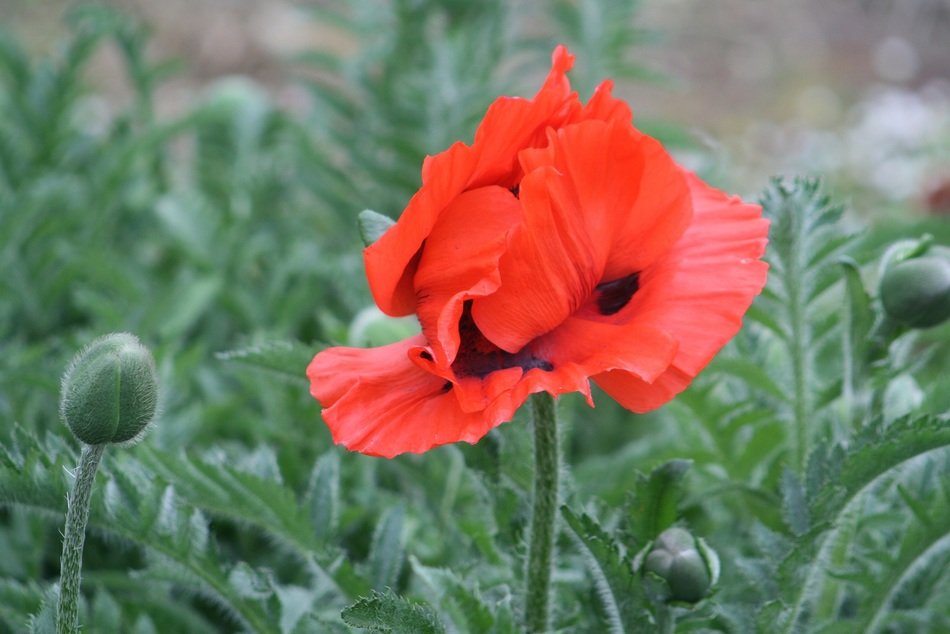 extraordinarily beautiful poppy
