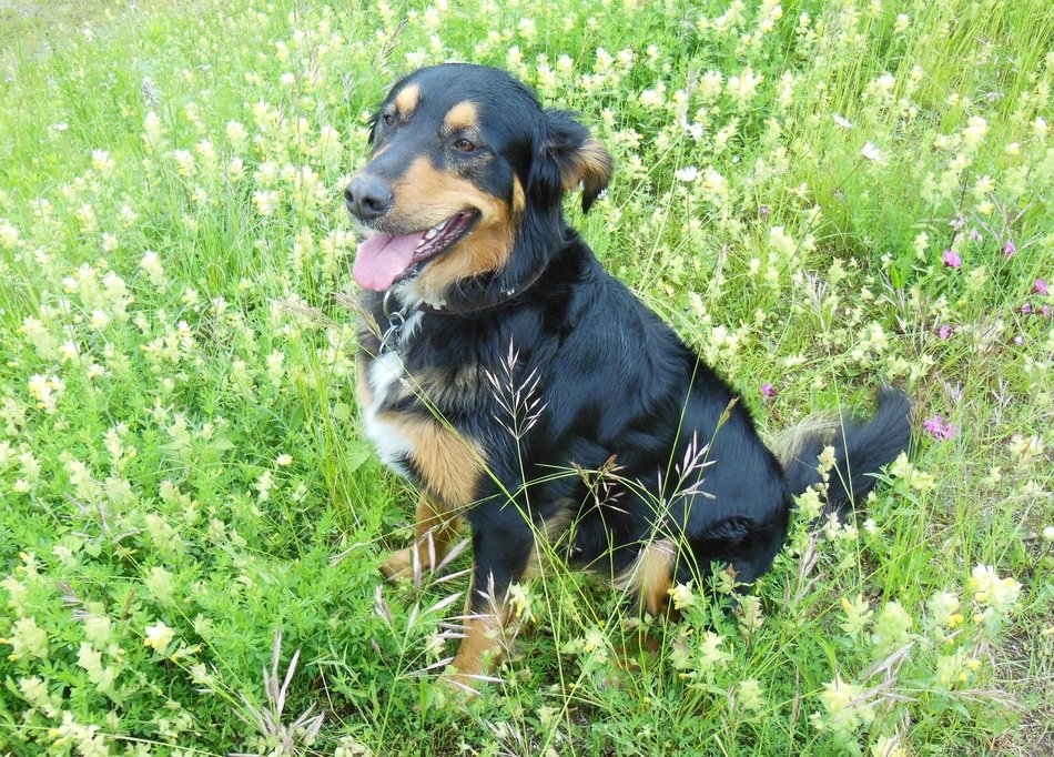 hybrid dog in the summer meadow