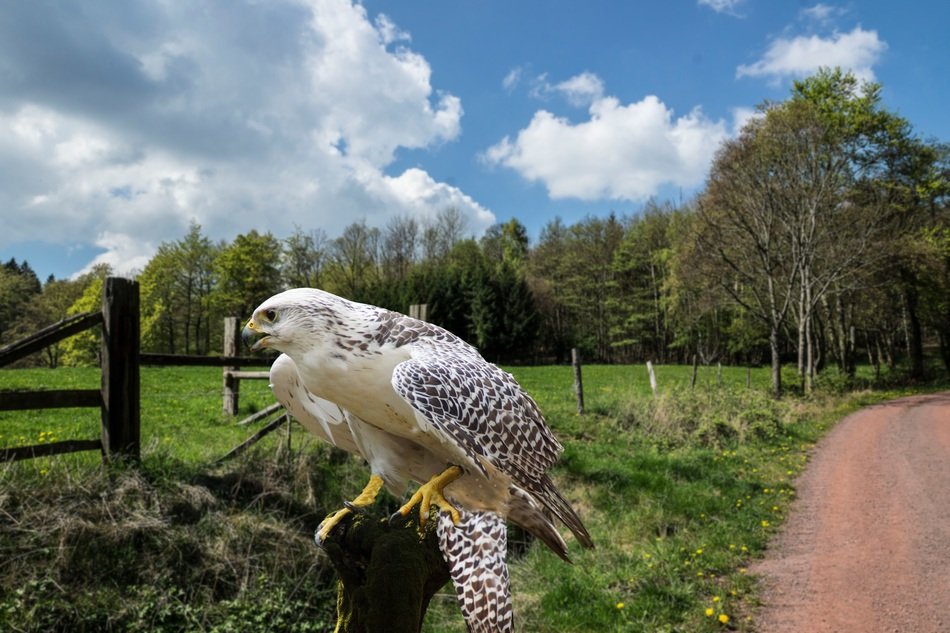Dangerous falcon in forest