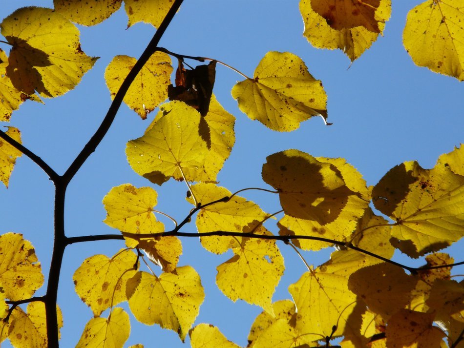 view of the blue sky through yellow leaves of linden