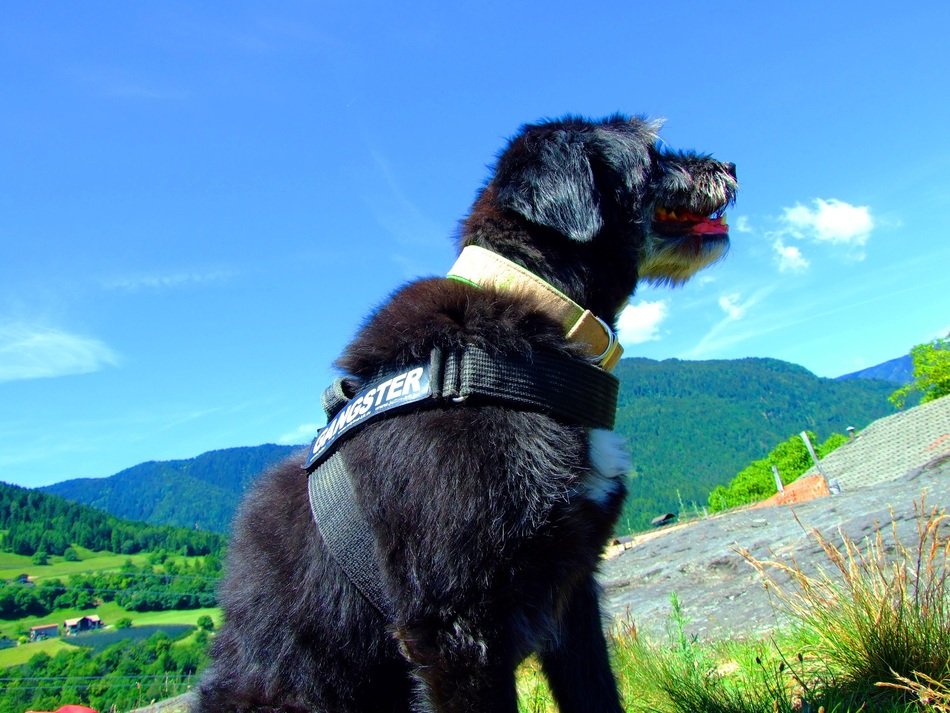 dog on the blue sky background