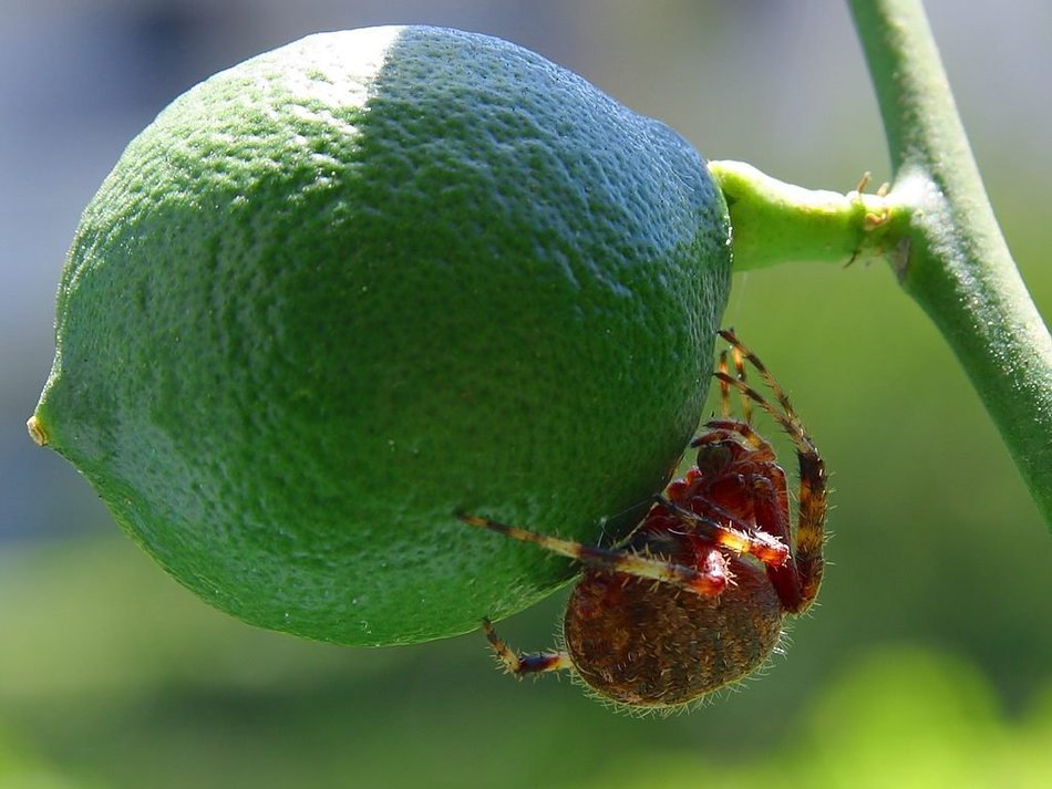 Big spider on a green lime