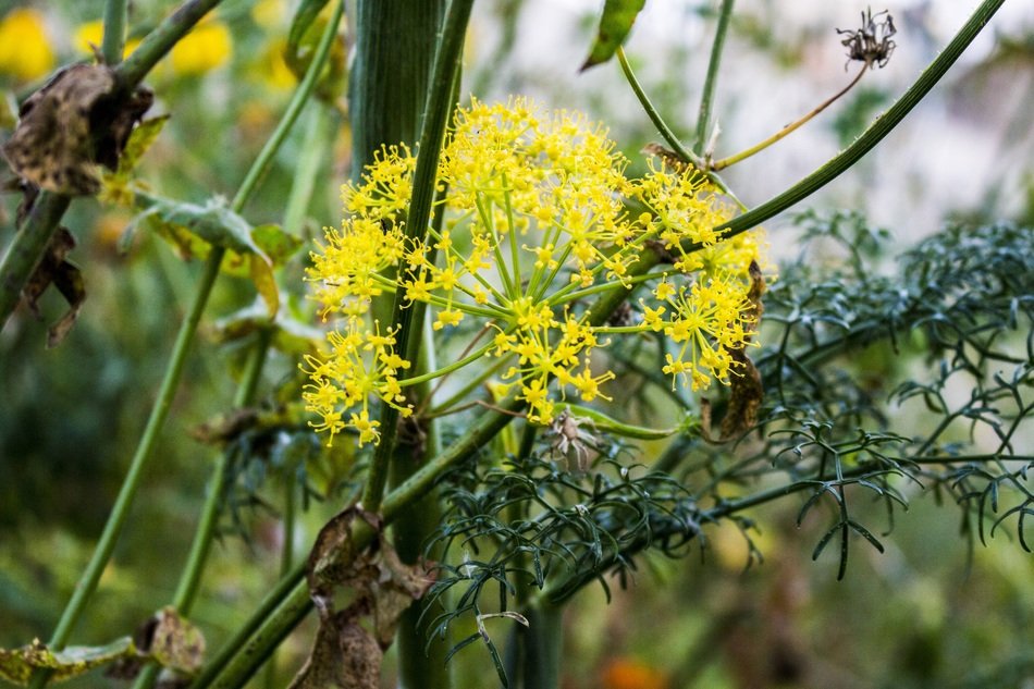 bright yellow fennel