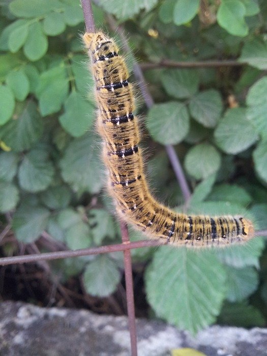 coiled caterpillar at greenery