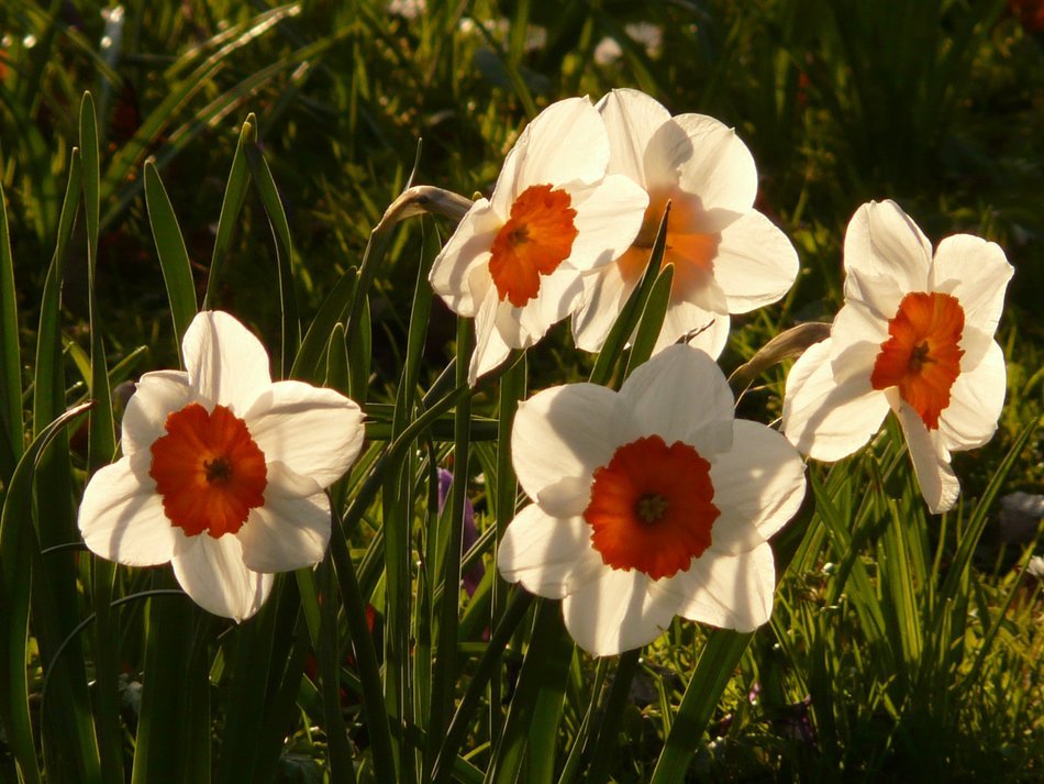 white daffodils among green grass