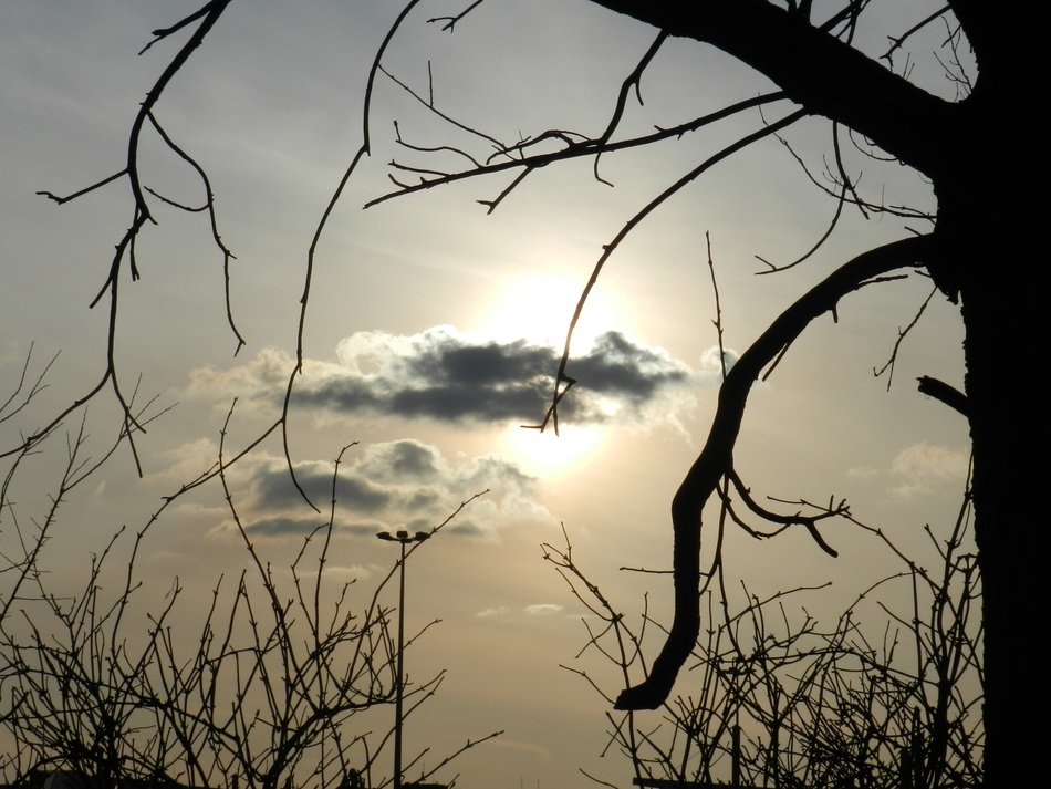 Tree silhouette on a background of the sun behind the clouds