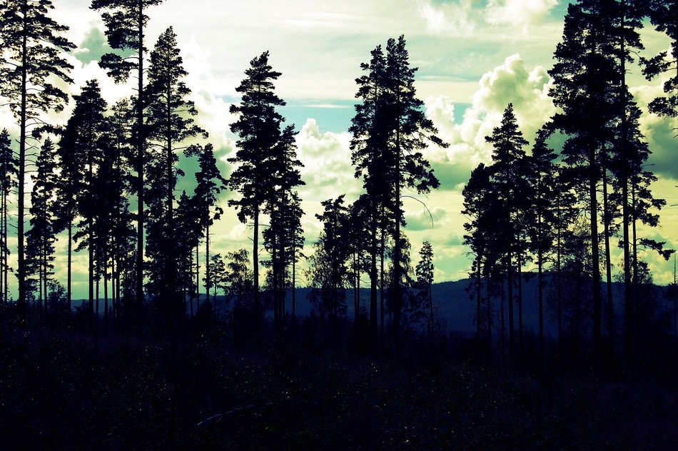 forest trees at dusk in sweden