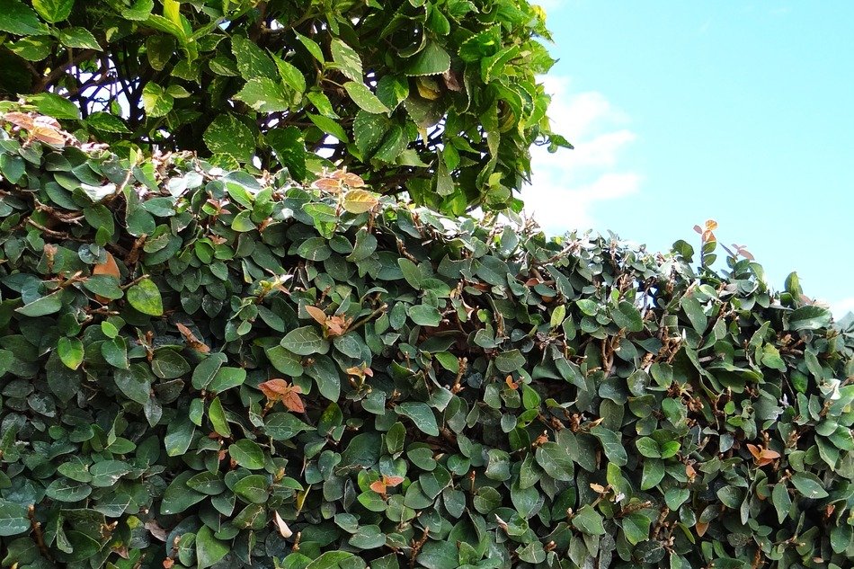 ficus pumila creeping