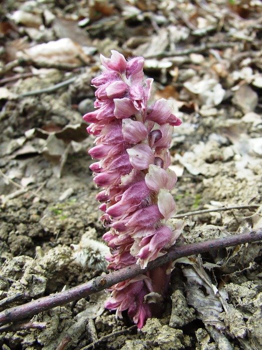 lathraea squamaria orchid