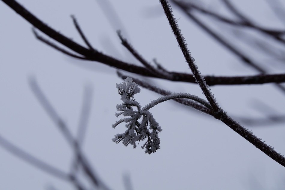 iced tree branch