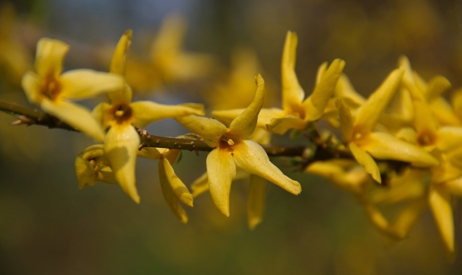 macro picture of gorgeous spring plants