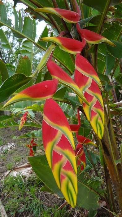 flower nature banana garden