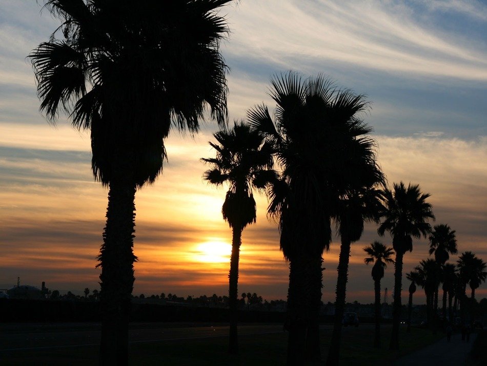 evening photo of palm-lined avenue in California