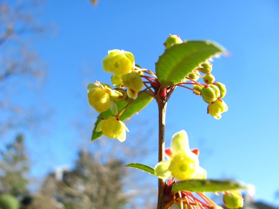spring nature rebirth