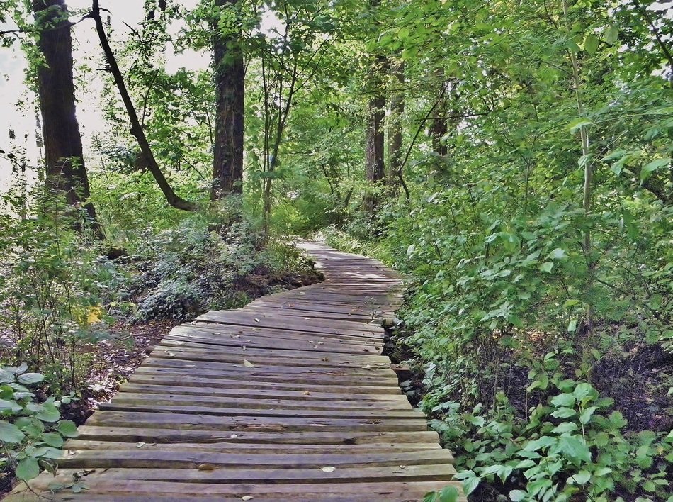 wooden path in the forest in the reserve