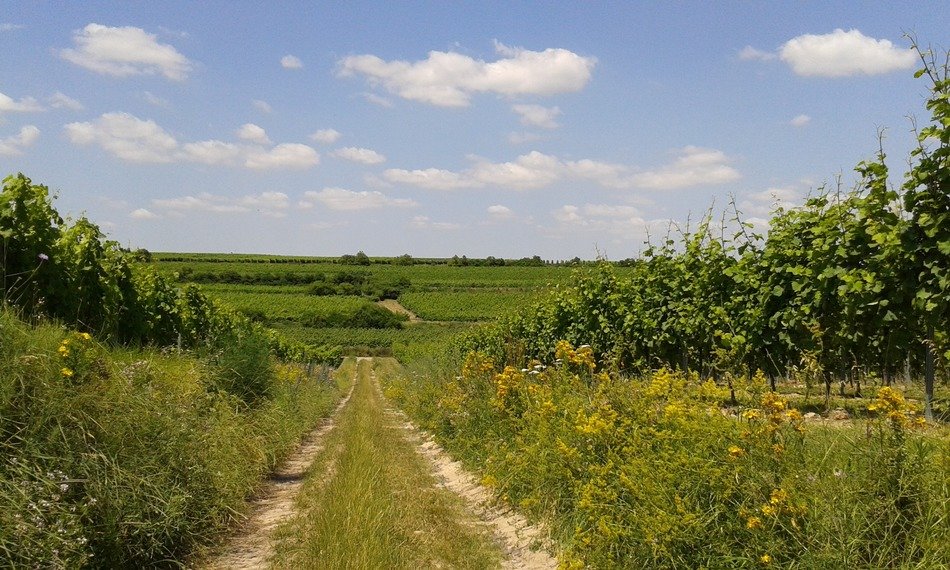 small path in the field in summer time