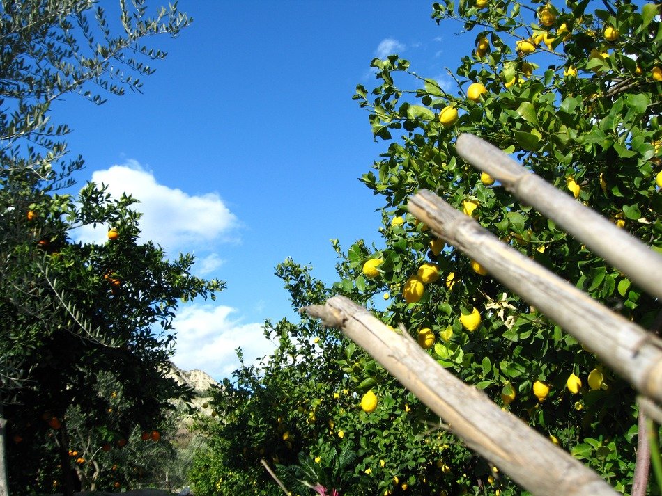 wooden posts near the trees with fruit on a sunny day