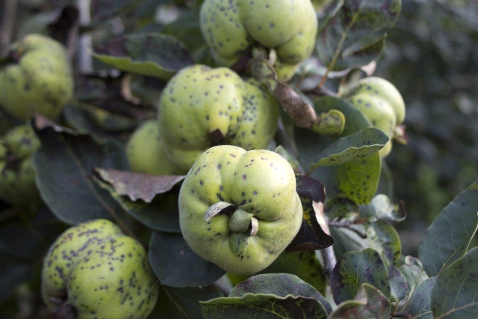 Quince plants free image download