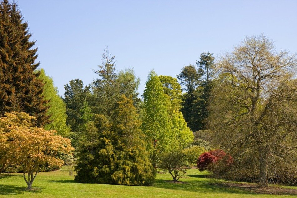 landscape of the beautiful forest in a park