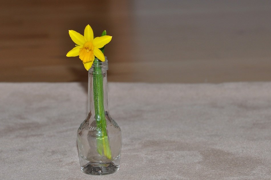 terrific narcissus