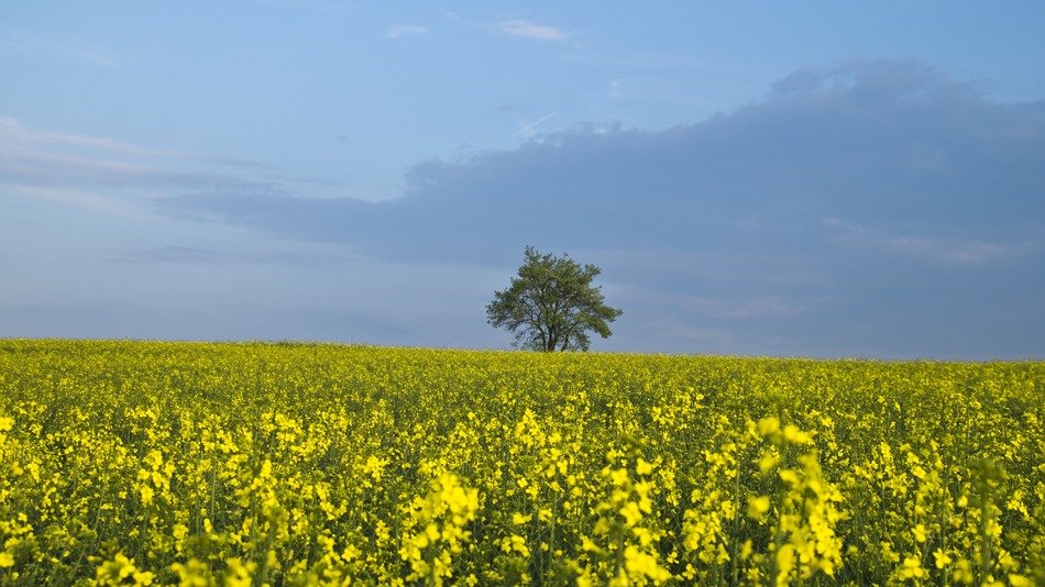 Oilseed rape on the field