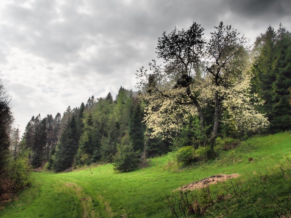 blooming tree on hill at spruce forest, poland