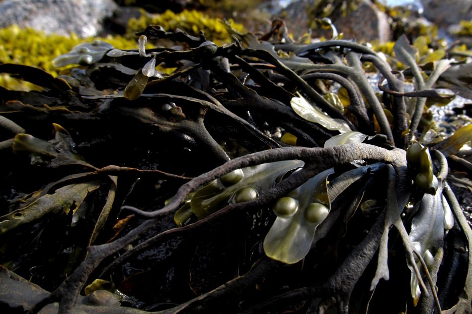 seaweed by the ocean close-up