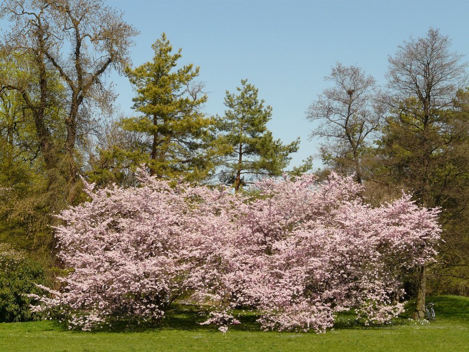 ornamental flowering cherry on a background of other trees