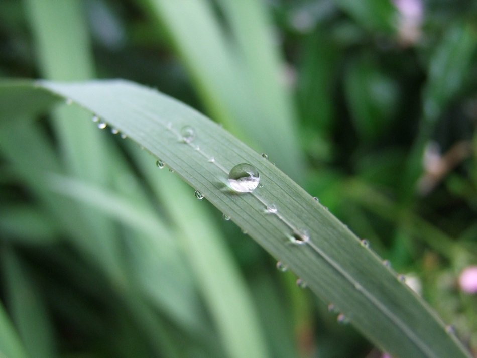 grass foliage